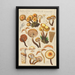 Pholiota mutabilis Schaeffer - Hans Baldung — framed artwork on a wall
