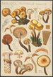 Pholiota mutabilis Schaeffer - Hans Baldung — artwork view