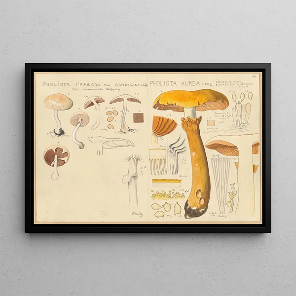 Pholiote précoce, pholiote dorée - Hans Baldung — framed artwork on a wall