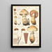 Pholiota radicosa Bull - Hans Baldung — framed artwork on a wall