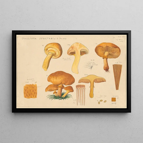 Pholiota spectabilis Fr 1828 - Hans Baldung — framed artwork on a wall