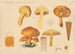 Pholiota spectabilis Fr 1828 - Hans Baldung — artwork view