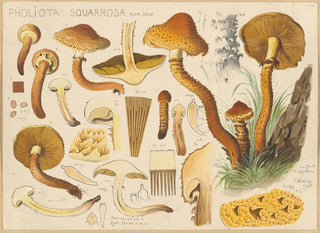 Pholiota squarrosa - Hans Baldung — artwork view