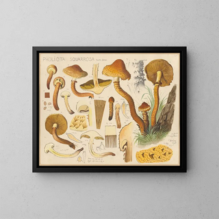 Pholiota squarrosa - Hans Baldung — framed artwork on a wall