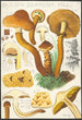 Pholiota squarrosa Mll - Hans Baldung — artwork view