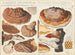 Placodes aplani Placodes ungulatus - Hans Baldung — artwork view