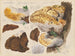 Placodes dryadeus pers - Hans Baldung — artwork view