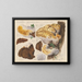 Placodes dryadeus pers - Hans Baldung — framed artwork on a wall