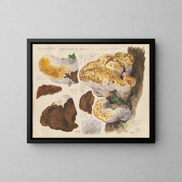 Placodes dryadeus pers - Hans Baldung — framed artwork on a wall