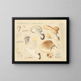 Pleurote corticatus - Hans Baldung — framed artwork on a wall