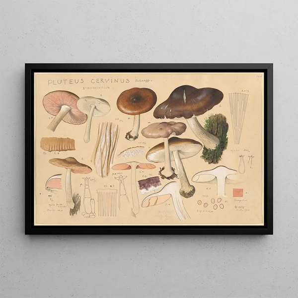 Pluteus cervinus Schaeff - Hans Baldung — framed artwork on a wall