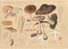 Pluteus cervinus Schaeff - Hans Baldung — artwork view
