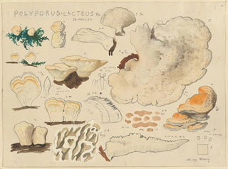 Polypore lacté - Hans Baldung — artwork view