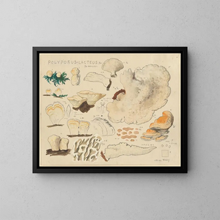 Polypore lacté - Hans Baldung — framed artwork on a wall