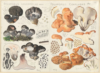 Polypore leucomèle Polypore confluent - Hans Baldung — artwork view