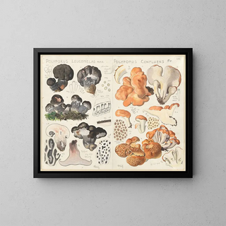 Polypore leucomèle Polypore confluent - Hans Baldung — framed artwork on a wall