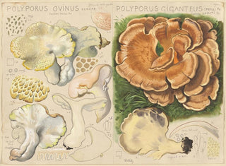 Polypore ovin and Polypore géant - Hans Baldung — artwork view