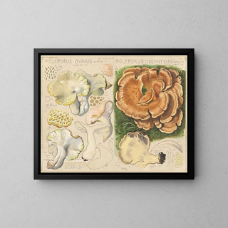 Polypore ovin and Polypore géant - Hans Baldung — framed artwork on a wall