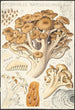 Polyporus ramosissimus Schff - Hans Baldung — artwork view