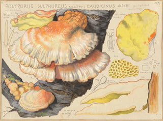 Polypore sulfuré - Hans Baldung — artwork view