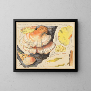 Polypore sulfuré - Hans Baldung — framed artwork on a wall