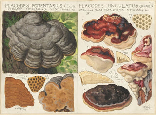 Polystictus fomentarius et Placodes ungulatus - Hans Baldung — artwork view