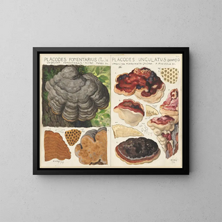 Polystictus fomentarius et Placodes ungulatus - Hans Baldung — framed artwork on a wall