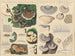 Polystictus versicolor Polystictus hirsutus - Hans Baldung — artwork view