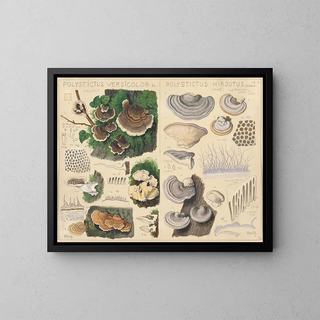 Polystictus versicolor Polystictus hirsutus - Hans Baldung — framed artwork on a wall