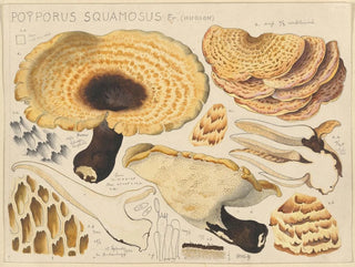 Poyporus squamosus Fr. Hudson - Hans Baldung — artwork view