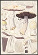 Psalliota Arvensis Schaeff I Transition to flavescens II silvicola Vitt - Hans Baldung — artwork view