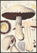 Psalliota Arvensis Schff II - Hans Baldung — artwork view