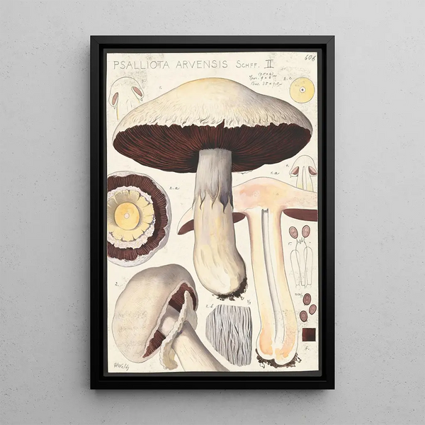 Psalliota Arvensis Schff II - Hans Baldung — framed artwork on a wall