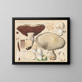 Psalliota augusta - Hans Baldung — framed artwork on a wall