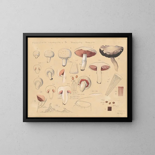 Psalliote des champs - Hans Baldung — framed artwork on a wall