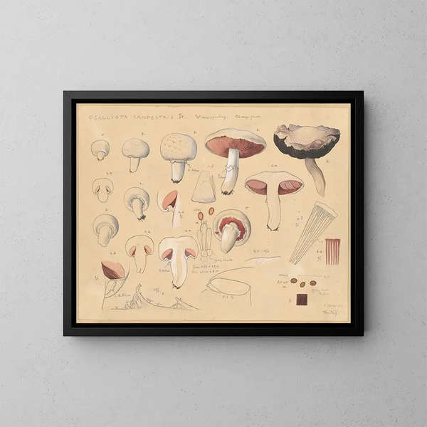Psalliote des champs - Hans Baldung — framed artwork on a wall