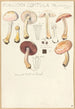 Psalliota comtula - Hans Baldung — artwork view