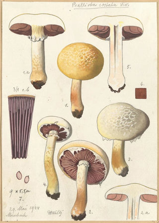 Hans Walty - Psalliota costata.webp