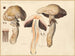 Psalliota elvensis - Hans Baldung — artwork view