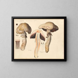 Psalliota elvensis - Hans Baldung — framed artwork on a wall