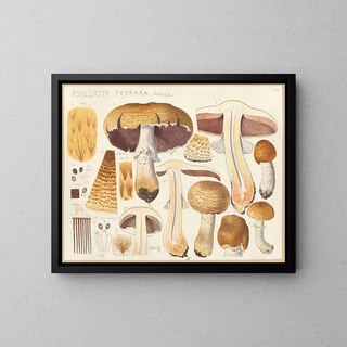 Psalliota perrara - Hans Baldung — framed artwork on a wall
