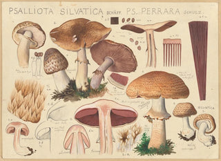 Psalliota silvatica Schff and Ps perrara Schulz - Hans Baldung — artwork view