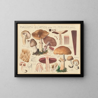 Psalliota silvatica Schff and Ps perrara Schulz - Hans Baldung — framed artwork on a wall