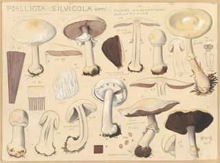 Psalliota silvicola - Hans Baldung — artwork view