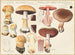 Psalliota vaporaria Psalliota haemorrhoidaria - Hans Baldung — artwork view