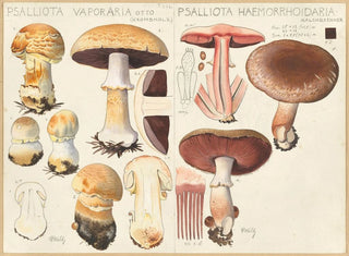 Psalliota vaporaria Psalliota haemorrhoidaria - Hans Baldung — artwork view