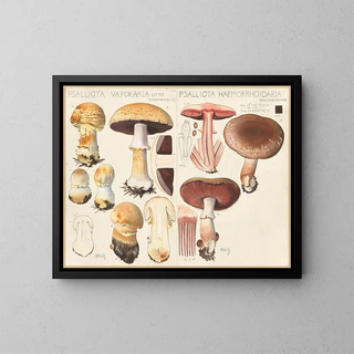 Psalliota vaporaria Psalliota haemorrhoidaria - Hans Baldung — framed artwork on a wall