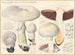 Psalliota villatica - Hans Baldung — artwork view