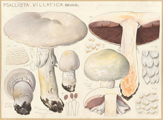 Psalliota villatica - Hans Baldung — artwork view