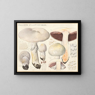 Psalliota villatica - Hans Baldung — framed artwork on a wall